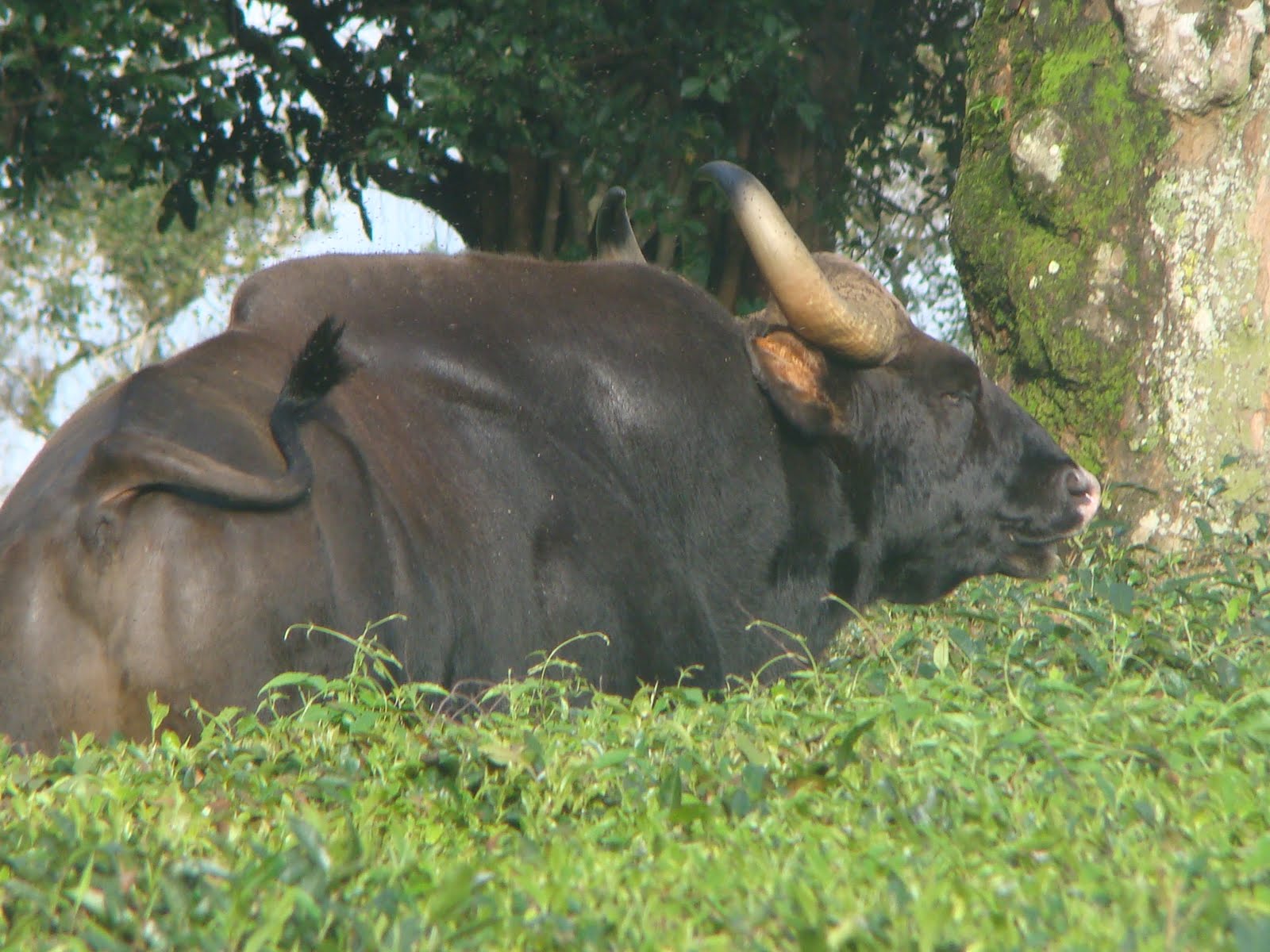 Дикий бык индии 4. Гаур индийский Бизон. Гуар бык. Индийский бык Гаур. Индийский Лесной бык Гаур.